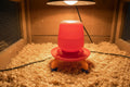 Chick Feeder and Waterer Stand